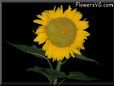 large yellow sunflower with black background