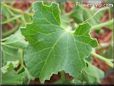 honeydew melon leaf
