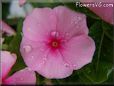 pink maroon vinca flower