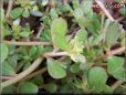 purslane