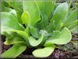 calendula seedling