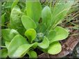 calendula seedling