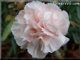 peach white carnation flower