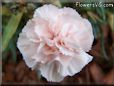 peach white carnation flower