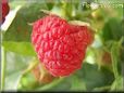 red raspberry