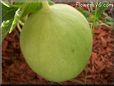 Medium honeydew melon pictures