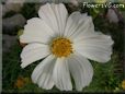 white cosmos flower