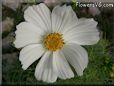 white cosmos flower