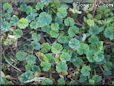 ground ivy