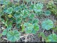 ground ivy