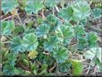 ground ivy