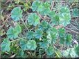 ground ivy