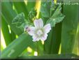 ground ivy flower