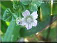 ground ivy flower