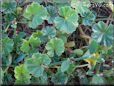 ground ivy