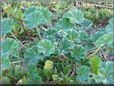 ground ivy