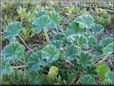 ground ivy