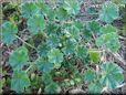ground ivy