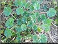 ground ivy