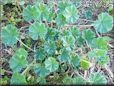 ground ivy