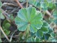 ground ivy