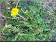 dandelion flower plant