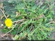 dandelion flower plant