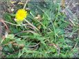 dandelion flower plant