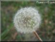 dandelion seed