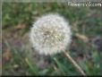 dandelion seed