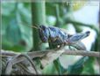 grasshopper