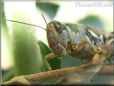 grasshopper