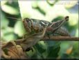grasshopper