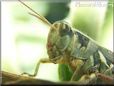 grasshopper