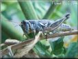 grasshopper