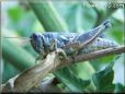 grasshopper