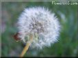 dandelion seed
