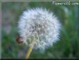 dandelion seed