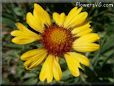 yellow blanket flower