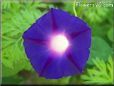 dark blue purple morning glory flower