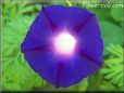 dark blue purple morning glory flower