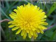 dandelion flower