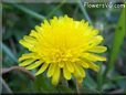 dandelion flower