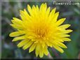 dandelion flower