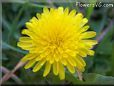 dandelion flower