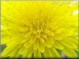 dandelion flower