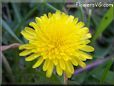 dandelion flower