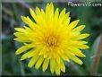 dandelion flower