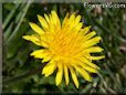 dandelion flower