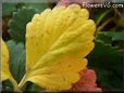 yellow strawberry leaf pictures